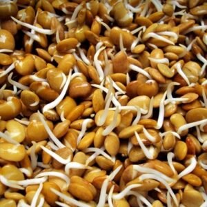 Horse Gram Sprouts