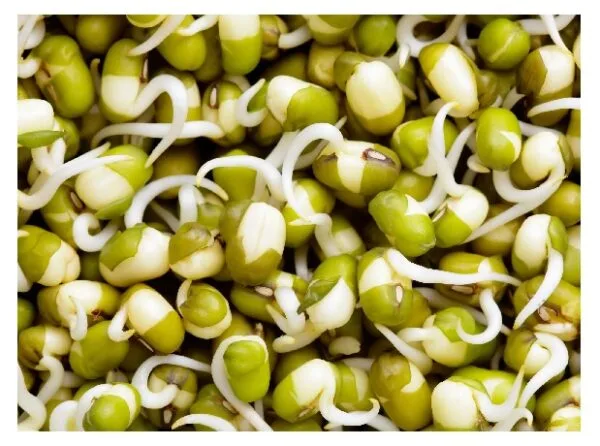 Moong Sprouts - Image 2
