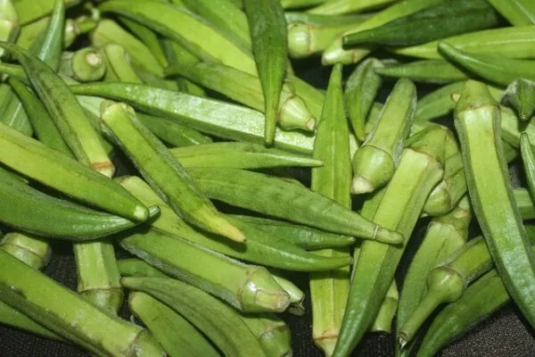 Okra/Bhendi