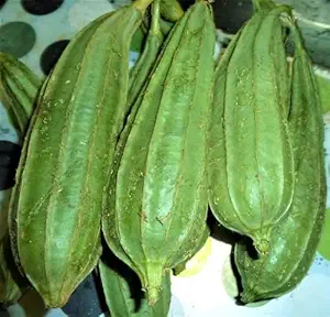 Dodka / Dodki / Ridge Gourd